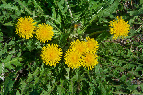 Large yellow flowers of medical dandelion