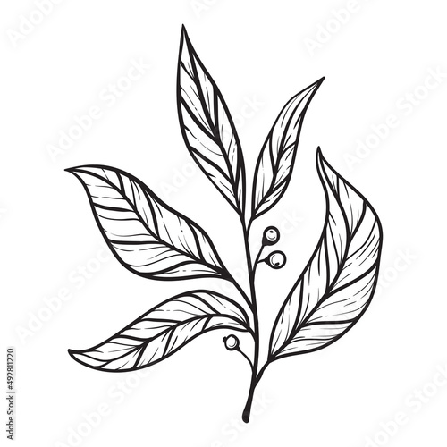 pepper leaves hand drawn on a white background. floral element for decor, posters and covers. plant drawn with lines. © raykova