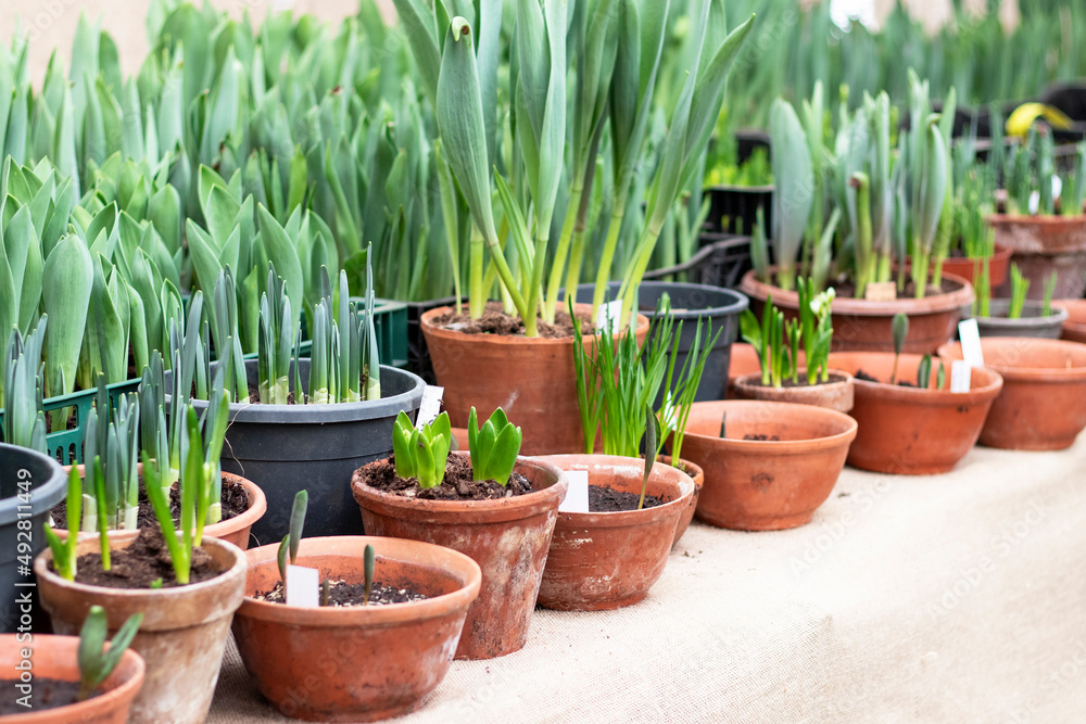 seedlings of tulips in a pot in early spring
