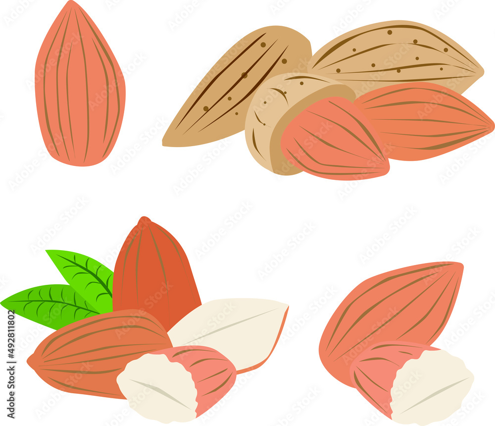Obraz premium Brown Little Almonds Vector Illustration Art