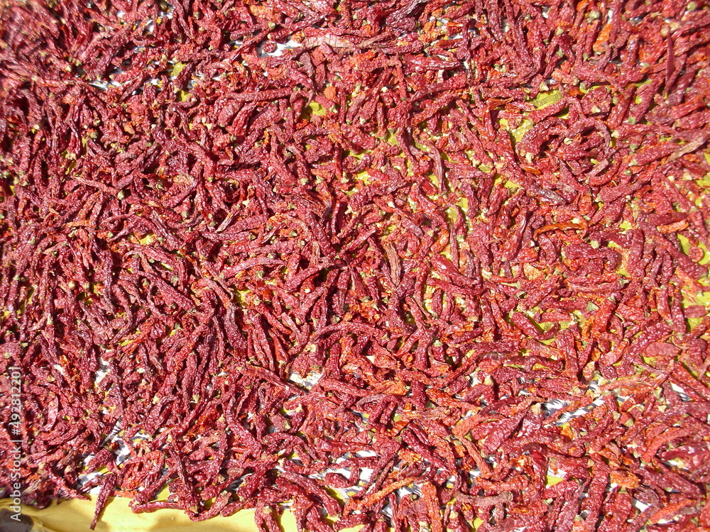 Fototapeta premium A lot of colorful red and spicy chilis on the ground to dry softly and naturaly in the sun 