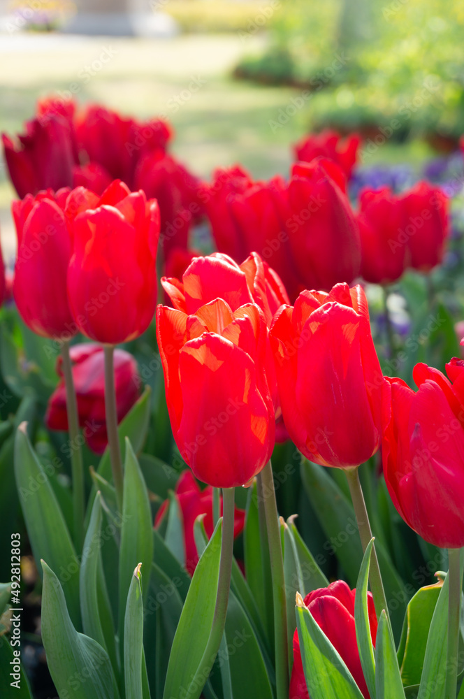 Obraz premium red tulips blooming in the garden under the spring sun. Selective focus on the flower Petals and buds. Warm, idyllic, festive atmosphere.Bright and moist.floral poster on a tulip festival.
