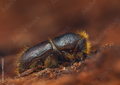 The European spruce bark beetle - Ips typographus