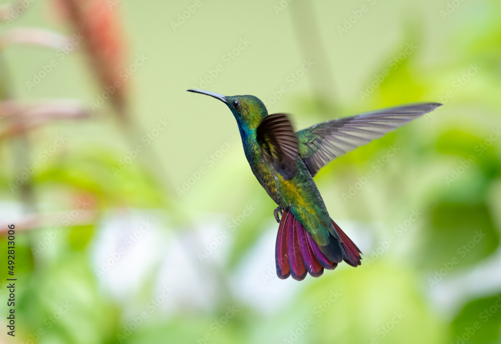 Fototapeta premium Male Black-throated Mango hummingbird, Anthracothorax nigricollis, flying away from camera in a garden.