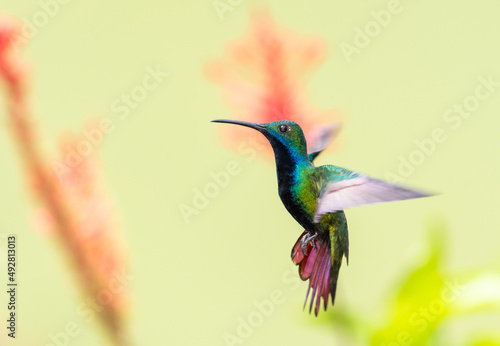 Exotic male Black-throated Mango hummingbird, Anthracothorax nigricollis, hovering in flight in a beautiful pose with a light colored background.