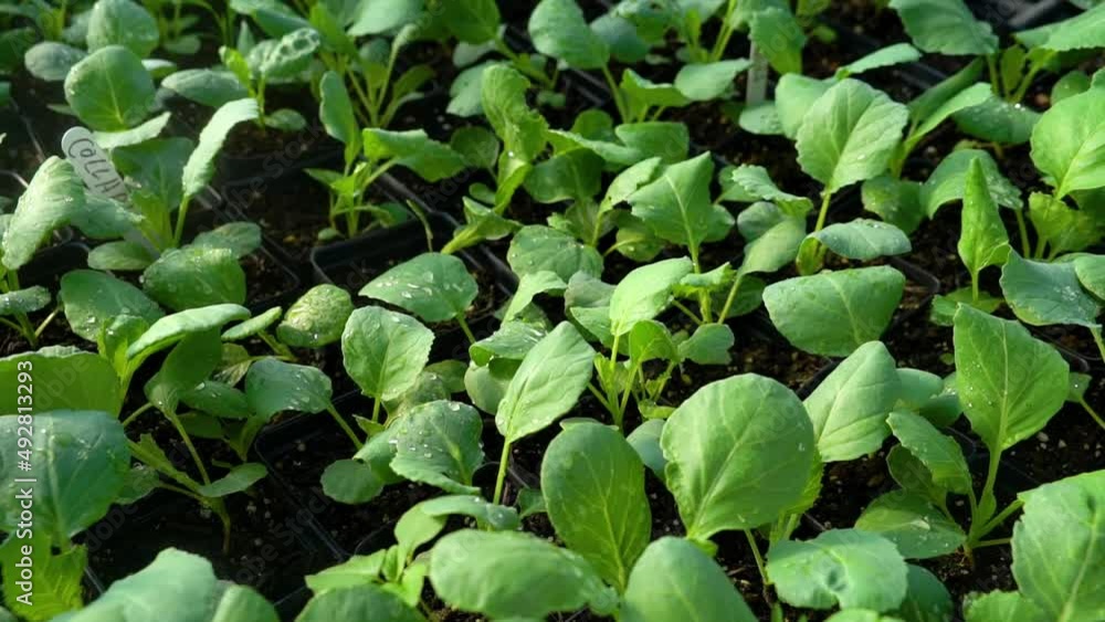 Freshly watered vegetable plants are seen close together.