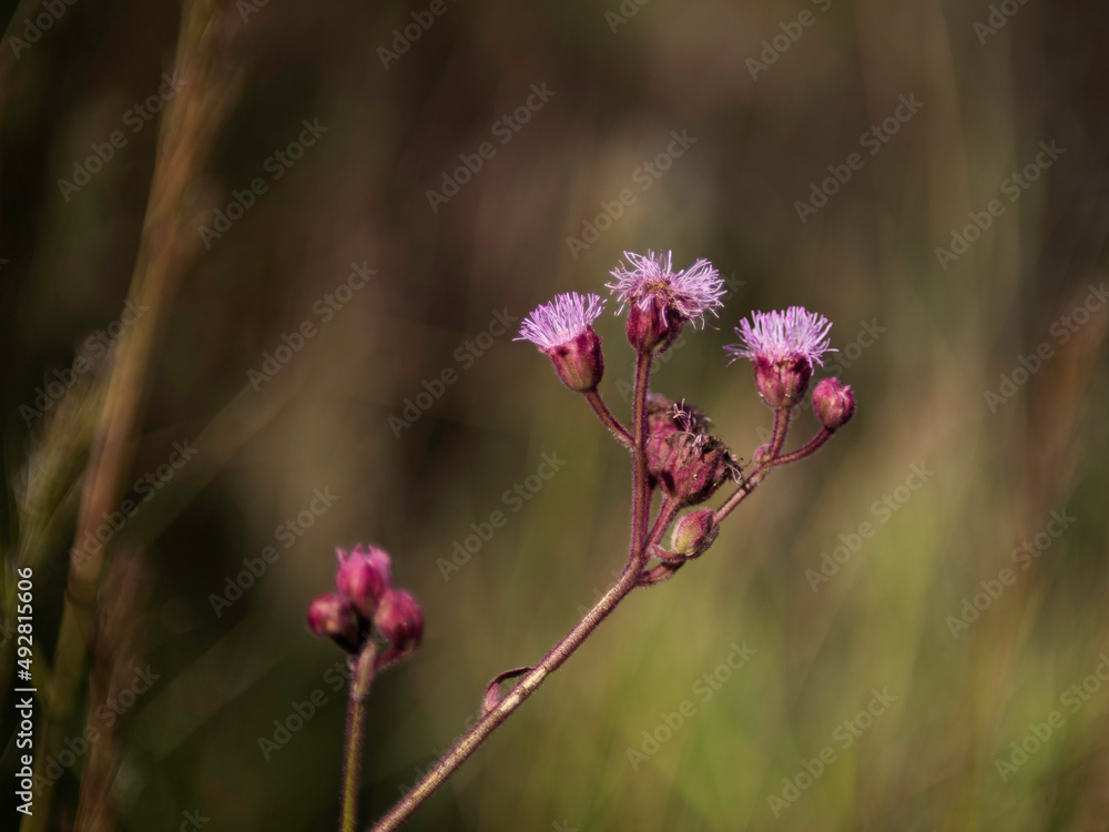 Fototapeta premium Flor 02