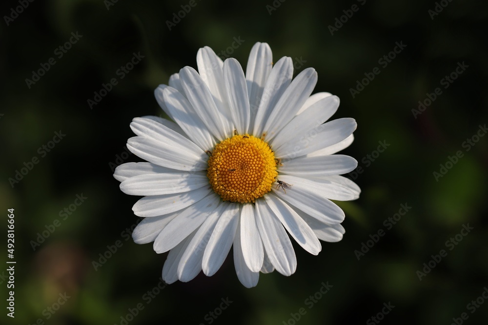 daisy flower with dark background. daisy flower with dark background.
