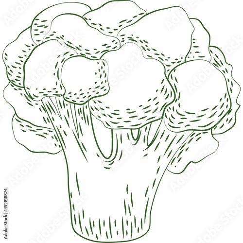 broccoli fresh vegetable