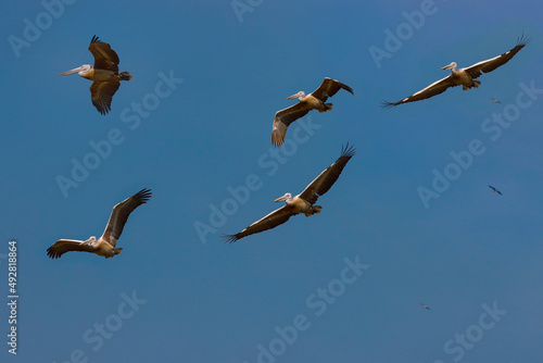 Flock of pelicans flying in the sky