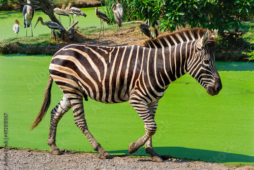 A herd of zebras walking in the zoo
