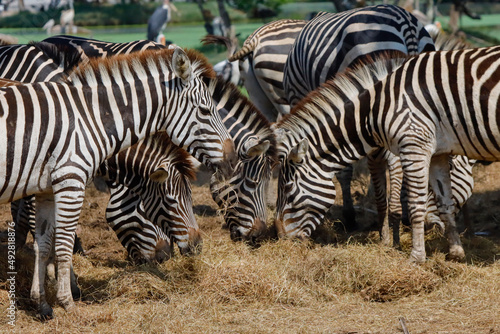 A herd of zebras is grazing in the zoo.