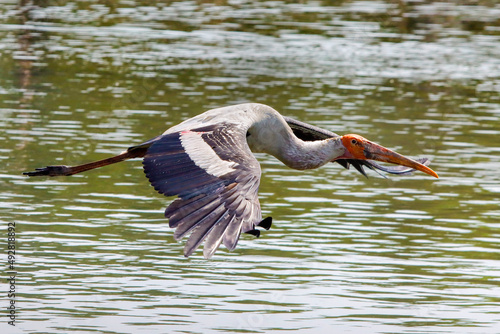 Canvas-taulu Greater Adjutant(Leptoptilos dubius) in the zoo