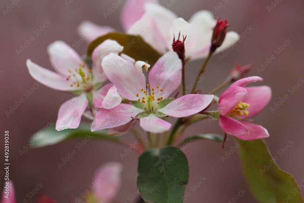 Pink petals of a fruit tree blossoms in spring