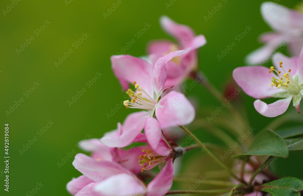close-up of the cherry blossoms are in full bloom on a blurry green background for banner with copy space for text close-up of the cherry blossoms are in full bloom on a blurry green background for banner with copy space for text