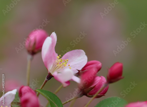 Fototapeta Naklejka Na Ścianę i Meble -  Pink petals and pink buds of a fruit tree blossoms in spring