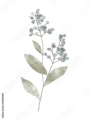 Watercolor trendy plant. Vector illustration for web, app and print. Elegant feminine shape floristic isolated wild berries flowers. Garden, botanical, minimalistic floral element.
