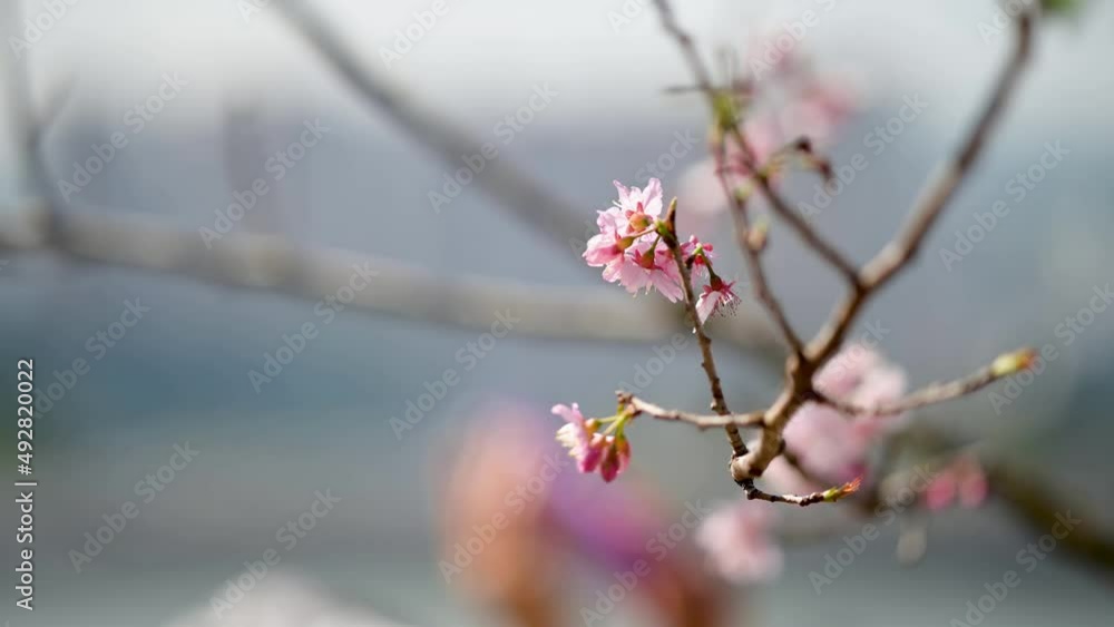 Cherry blossom in Sha Tin, Hong Kong at sunny spring day Cherry blossom in Sha Tin, Hong Kong at sunny spring day