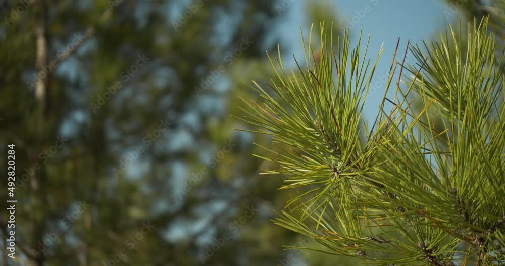 Cluster Of Pine Tree Needles In The Forest. - close up Cluster Of Pine Tree Needles In The Forest. - close up