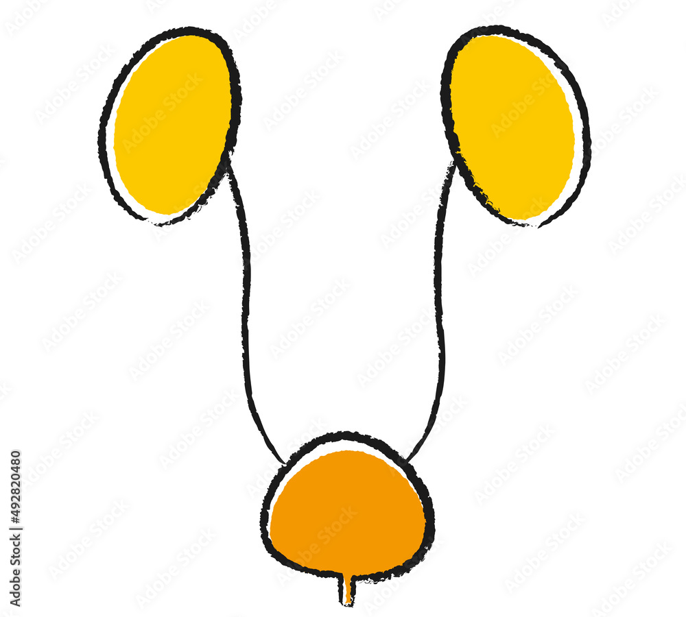 腎臓と膀胱のシンプルなイラスト かわいい手描き風 Stock Illustration Adobe Stock