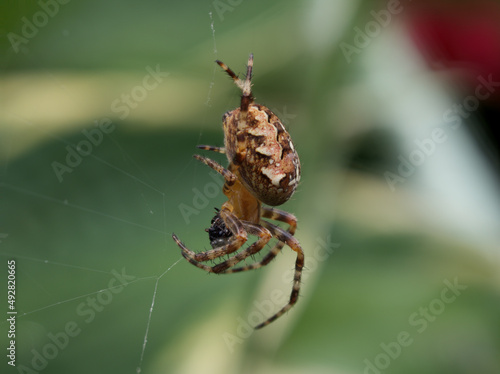 Macro Garden Spider Web Eating Fly