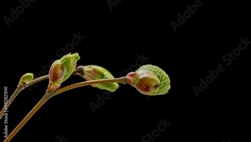 Hornbeam green leaves sprouts growth timelapse. Carpinus betulus plant twig on isolated black background spring time lapse. Accelerated buds opening on branches photo