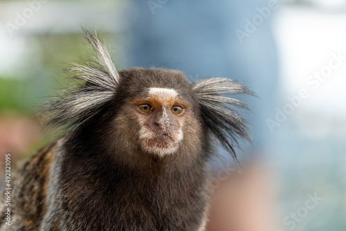 Brazilian titi monkey Callithrix jacchus natural of Rio de Janeiro, Brazil. Common marmoset Sagui monkey in Urca hill photo