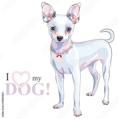 color sketch of shorthair deer-head white cute dog Chihuahua breed smiling
