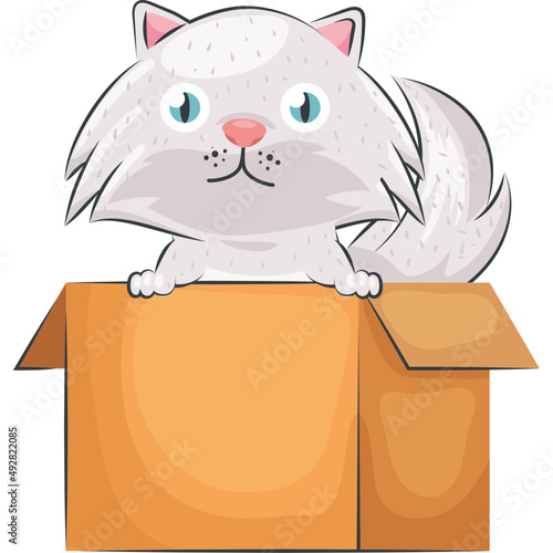 white cat in box