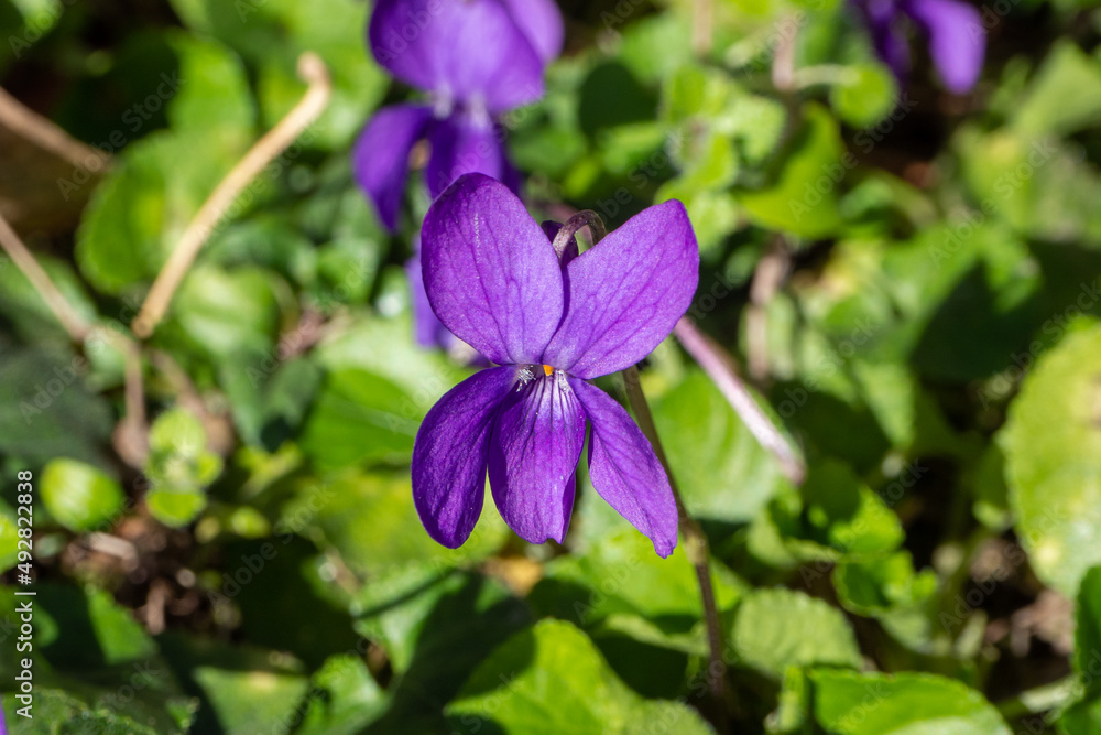 Fleur violette, viola odorata, plante vivace, médicinale et comestible, appartient à la famille des violacées Fleur violette, viola odorata, plante vivace, médicinale et comestible, appartient à la famille des violacées