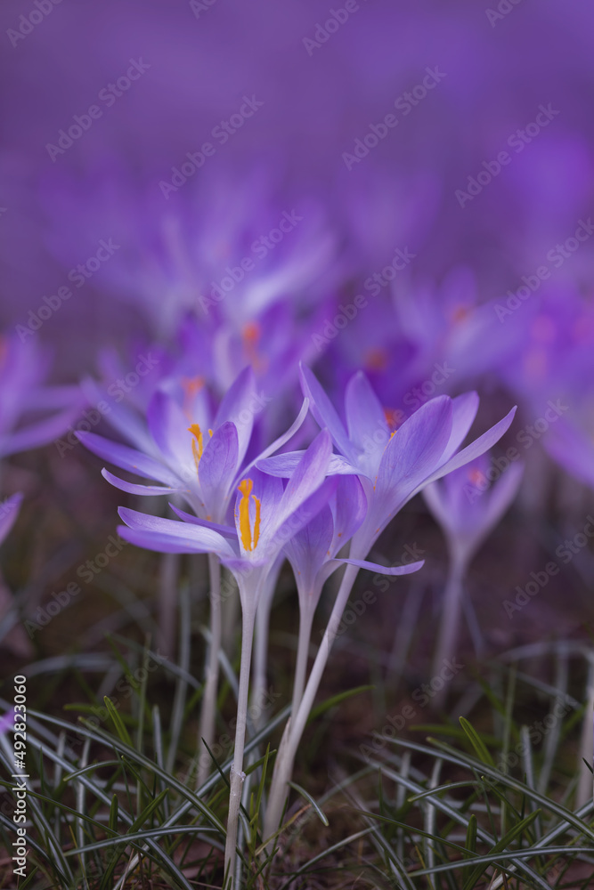 fioletowe dzikie krokusy w lesie. Crocus sieberi fioletowe dzikie krokusy w lesie. Crocus sieberi