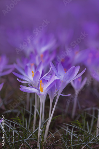 fioletowe dzikie krokusy w lesie. Crocus sieberi