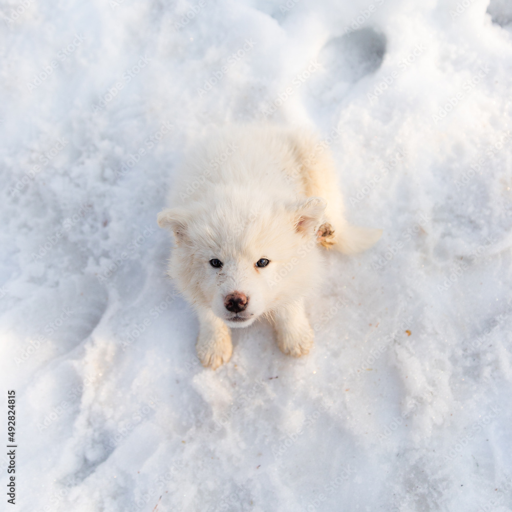 Petit chiot mignon sur la neige. 