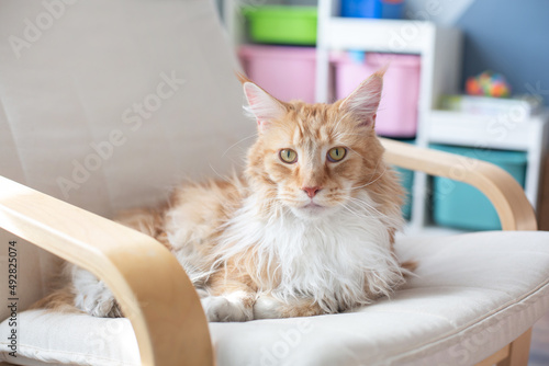 Fototapeta Naklejka Na Ścianę i Meble -  Big red and white Maine Coon cat. The cat lies on an armchair in the children's room.