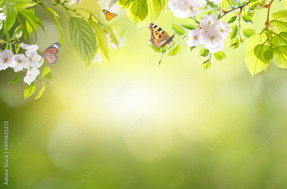 Fresh natural green spring background with border of blossoming sakura  branches and fluttering butterflies. Pink cherry flowers on blurred  background with beautiful bokeh outdoors in nature. Stock Photo | Adobe  Stock