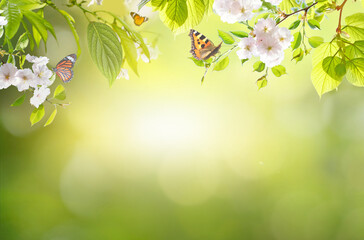 Fresh natural green spring background with border of blossoming sakura branches and fluttering butterflies. Pink cherry flowers on blurred background with beautiful bokeh outdoors in nature.