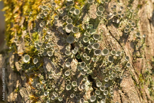 Towers of lichen on a tree stump