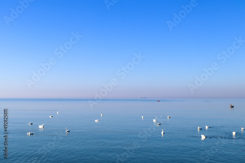 Minimalism. Swans swim on the calm blue sea. Ship on the horizon