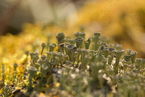 Lichen towers amongst the moss