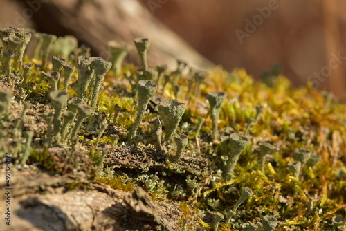 Lichen towers amongst the moss