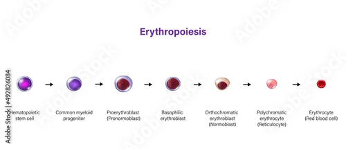 Erythropoiesis. The development of red blood cell. Erythrocyte. photo