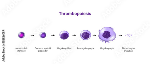 Thrombopoiesis. The development of platelets.