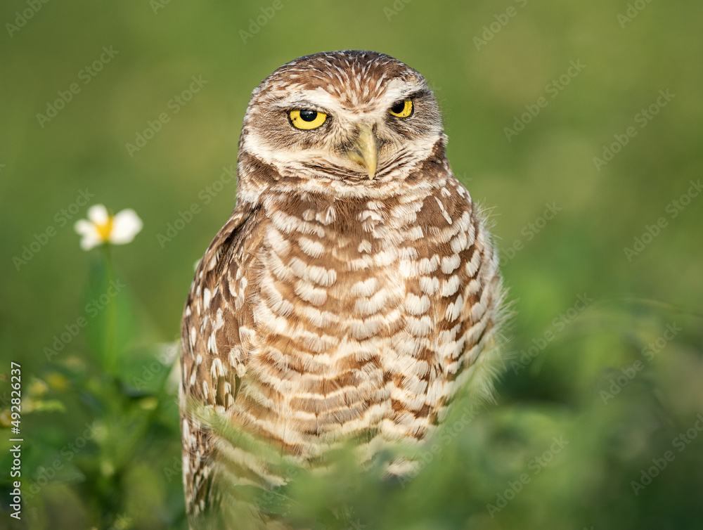 Burrowing Owl Burrowing Owl