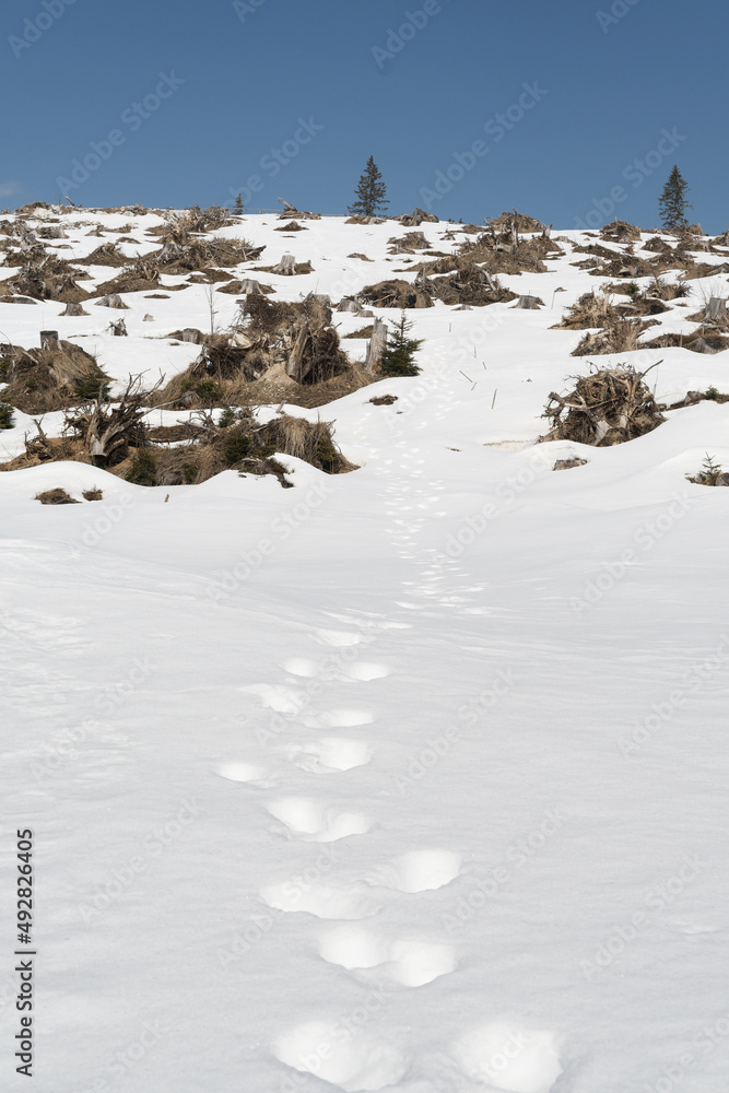 Animal footprints in snow, clear cut forest area in background. Environment, forestry, climate and ecology concepts