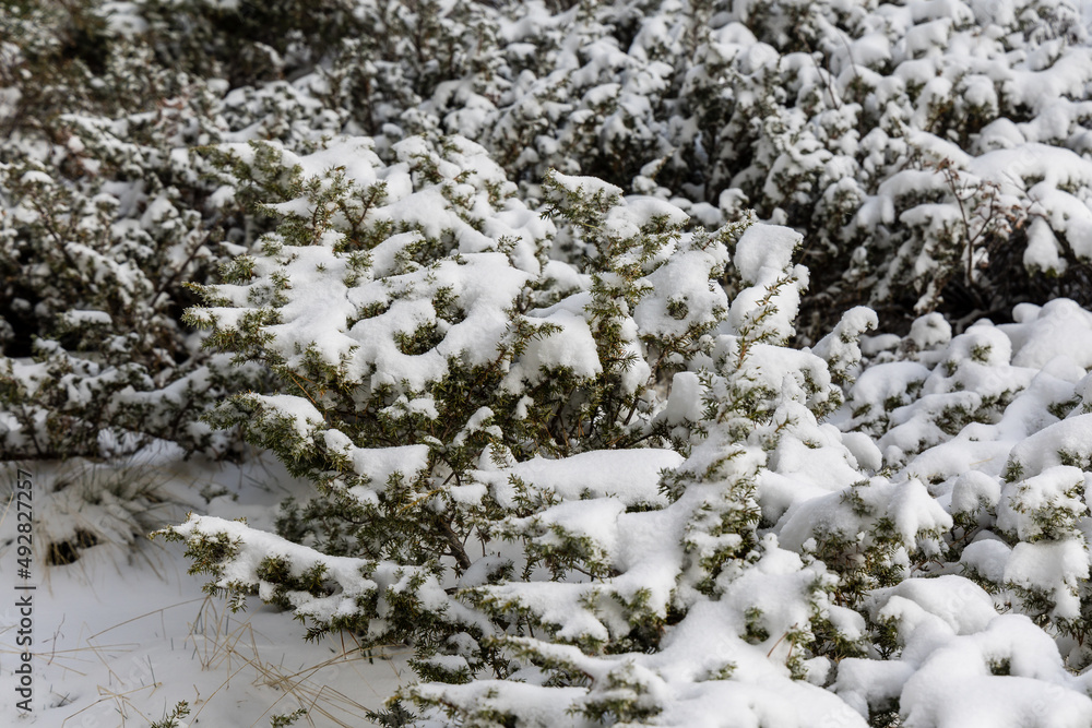 snow covered tree branches in the Sierra de Guadarrama in Madrid snow covered tree branches in the Sierra de Guadarrama in Madrid