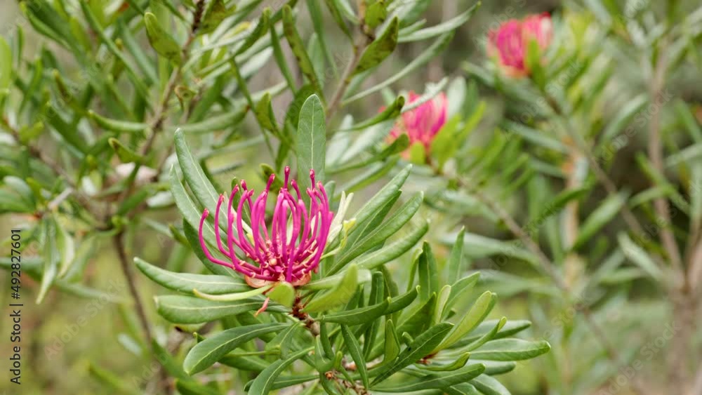 a red tasmanian waratah flower at cradle mountain national park in tasmania, australia a red tasmanian waratah flower at cradle mountain national park in tasmania, australia