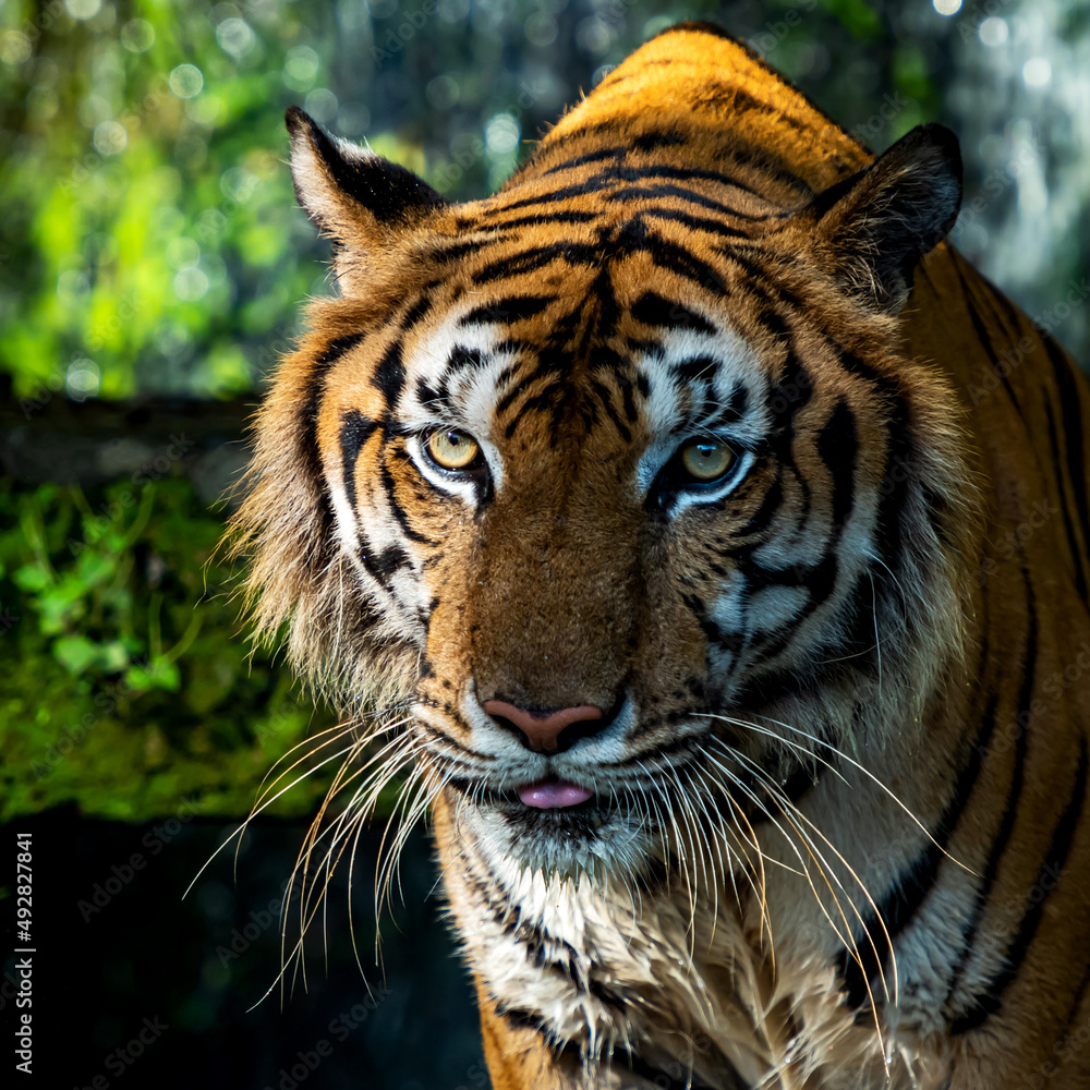 Portrait of a young tiger in an animal sanctuary in Thailand