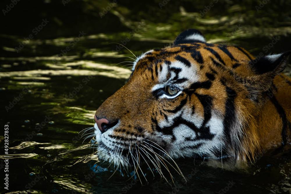 The tiger sank into the pond and saw only its head. The tiger sank into the pond and saw only its head.