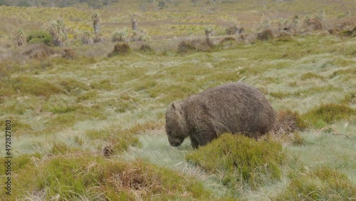 side view of a wombat grazing grass at ronny creek on a rainy day at cradle mountain national park in tasmania, australia photo