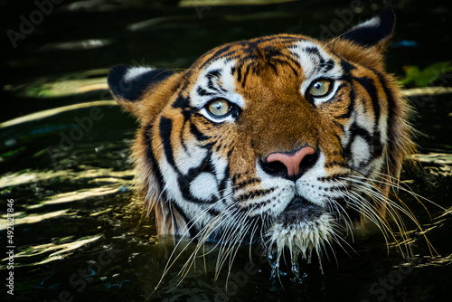 The tiger sank into the pond and saw only its head.